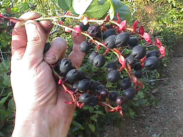 salalberries.jpg (47464 bytes)